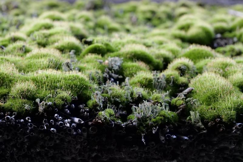 Everything you need to know about roof moss removal