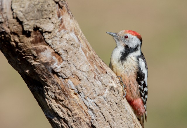 Woodpecker Damage