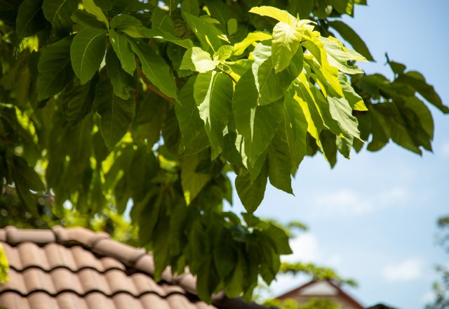 How can trees damage your roof?