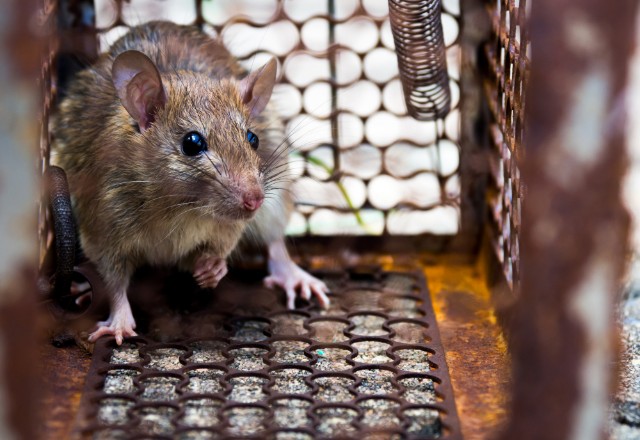 How To Get Rid of Mice in Attics