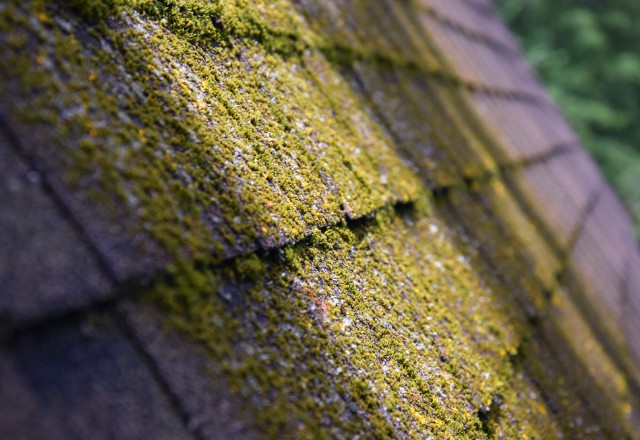 A professional inspecting the roof for moss and other signs of damage.