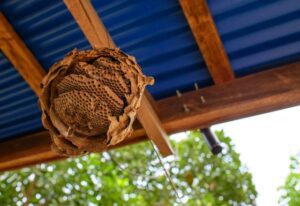 A hornet's nest attached to the wooden beams of a structure with a blue corrugated metal roof, showcasing the intricate layers of the nest's construction.