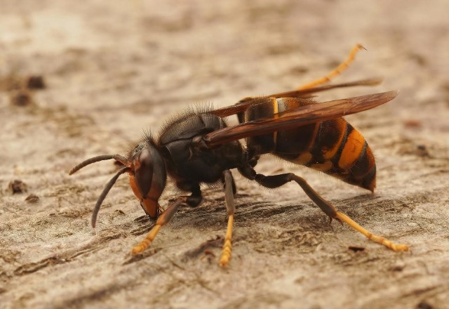 Close-up view of a hornet on a textured ground, with emphasis on its distinctive black and yellow body, large wings, and long antennae, potentially useful for content about hornet identification or pest control.