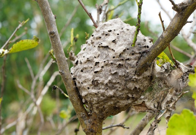 An abandoned hornet nest nestled among the bare branches of a garden bush, showcasing the nest's distinctive grey, papery texture with multiple entry holes.