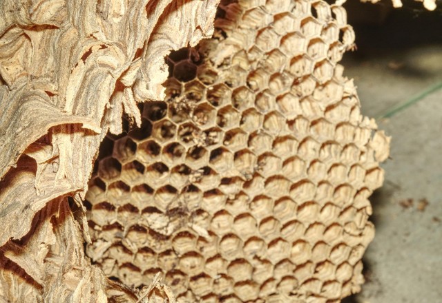 Close-up of a wasp nest's honeycomb structure with intricate patterns, attached to a piece of weathered wood, highlighting the empty cells of an undisturbed nest