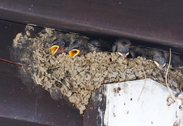Young birds in a mud nest built under a damaged shed roof, with open beaks visible, indicating pest-related damage to the structure.