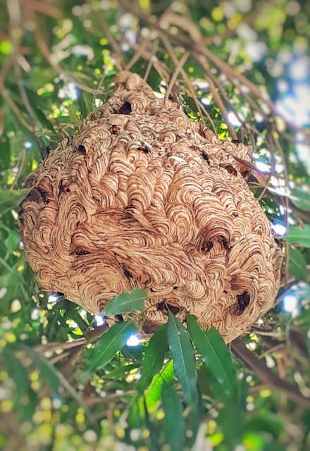large, intricately woven hornet nest dangles among the leaves of a garden tree, with visible entrance holes and several hornets at the openings, suggesting an active nest in a natural setting