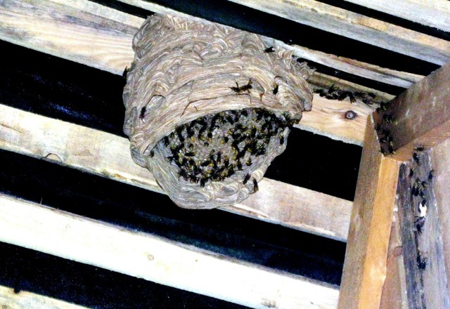 A wasp nest attached to the wooden rafters of a dark attic, teeming with wasps, highlighting the need for professional removal services.