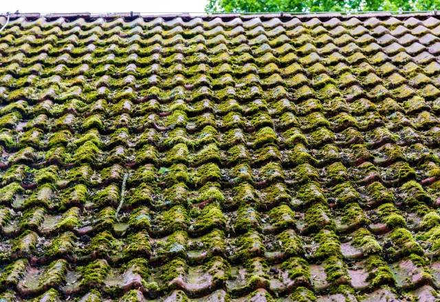 Close-up of an old terracotta roof with green moss growth, indicating potential cleaning and maintenance services for roofing.