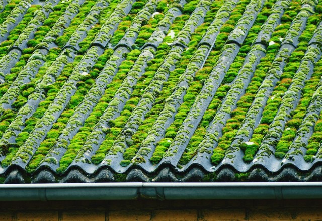 Vivid streaks of moss on roof tiles emphasize the necessity for professional roof cleaning near me