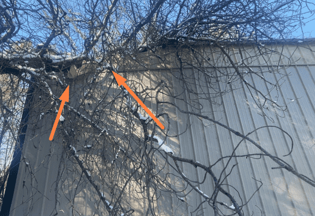 Roof repair Rathdrum - exterior shot showing a large tree branch overhanging a metal roof with orange arrows indicating points of contact.